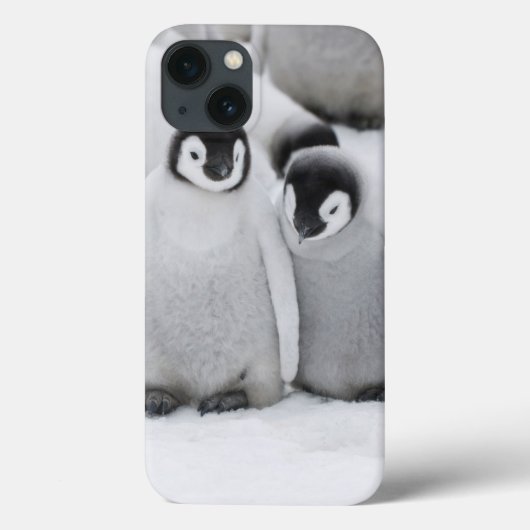 南極の氷の上の皇帝ペンギンのひな Case-Mate iPhoneケース (裏面)