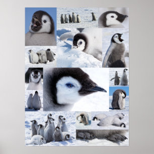 南極コウテイペンギンのひよこの写真のコラージュ ポスター