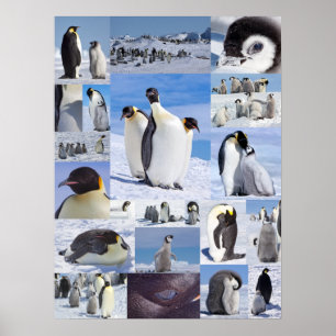 南極コウテイペンギンのコラージュポスター ポスター