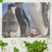 南極ネココーブ（ハーバー）。Gentooペンギン2 キッチンタオル (折り畳み)