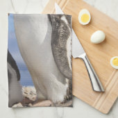 南極ネココーブ（ハーバー）。Gentooペンギン2 キッチンタオル (四つ折り)