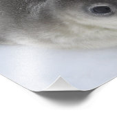 南極ベビーシール写真 フォトプリント            (角)