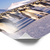 南極ペンギンの群れ写真 フォトプリント            (角)