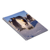 南極マザーペンギン愛撫ベビー ノートブック (右側)