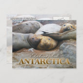 南極半島のゾウアザラシ ポストカード (正面/裏面)