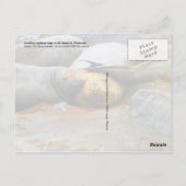 南極半島のゾウアザラシ ポストカード (裏面)