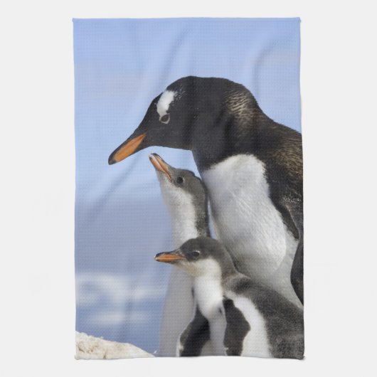 南極半島 ネコ湾 ジェンツーペンギン キッチンタオル (縦)