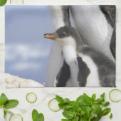 南極半島、寧港、gentoo キッチンタオル (折り畳み)