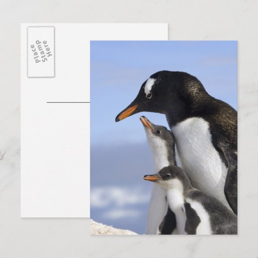 南極半島、寧港、gentoo ポストカード (正面/裏面)