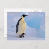 南極大陸のコウテイペンギン(コウテイペンギン属 ポストカード (正面/裏面)