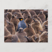 南極大陸のジョージアの南島、キングペンギン ポストカード (正面)