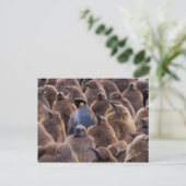 南極大陸のジョージアの南島、キングペンギン ポストカード (スタンド正面)