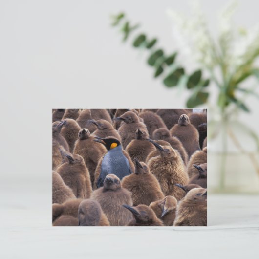 南極大陸のジョージアの南島、キングペンギン ポストカード (スタンド正面)