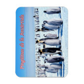 南極大陸のペンギン –  マグネット (縦)