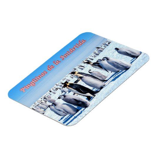 南極大陸のペンギン –  マグネット (左側)