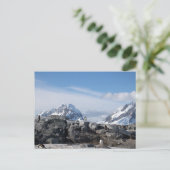 南極大陸のGentooのペンギン ポストカード (スタンド正面)