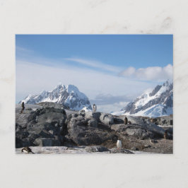 南極大陸のGentooのペンギン ポストカード