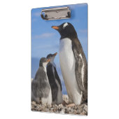 南極大陸のNekoの入江(港)。 Gentooのペンギン2 クリップボード (左)