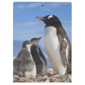 南極大陸のNekoの入江(港)。 Gentooのペンギン2 クリップボード (裏面)