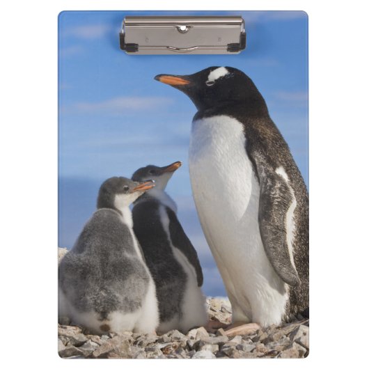 南極大陸のNekoの入江(港)。 Gentooのペンギン2 クリップボード (正面)