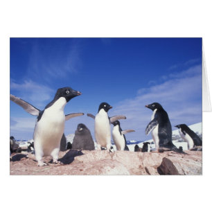 南極大陸、アデリーペンギンPygoscelis