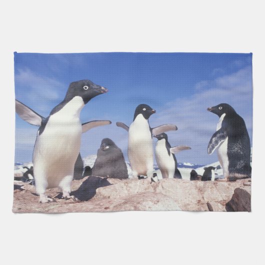 南極大陸、アデリーペンギンPygoscelis キッチンタオル (横)