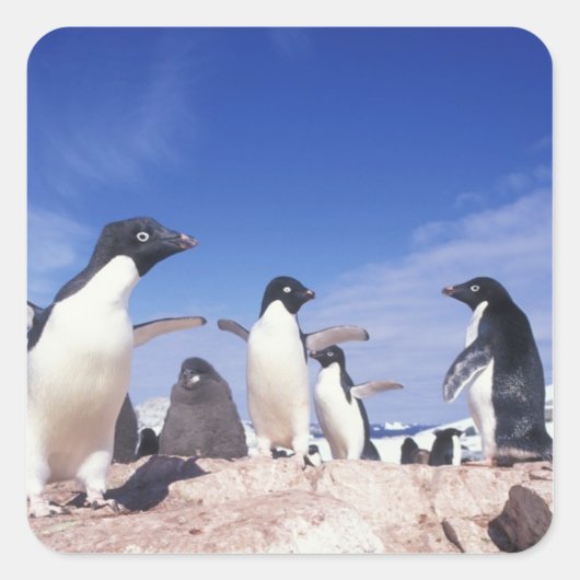 南極大陸、アデリーペンギンPygoscelis スクエアシール (正面)