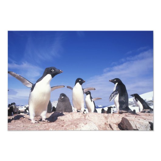 南極大陸、アデリーペンギンPygoscelis フォトプリント (正面)