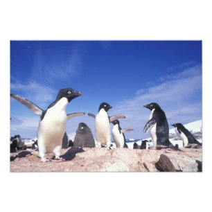 南極大陸、アデリーペンギンPygoscelis フォトプリント