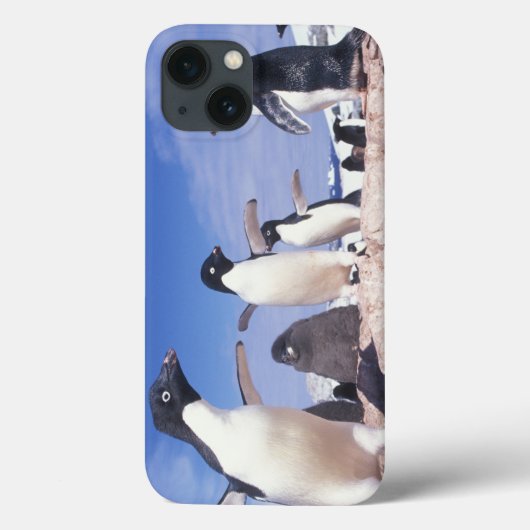 南極大陸、アデリーペンギンPygoscelis Case-Mate iPhoneケース (裏面)