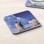 南極大陸,オーストラリア南極地域, 7 コースター (左側)