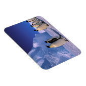 南極大陸，オーストラリア南極地域， 7 マグネット (右側)