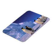 南極大陸，オーストラリア南極地域， 7 マグネット (左側)