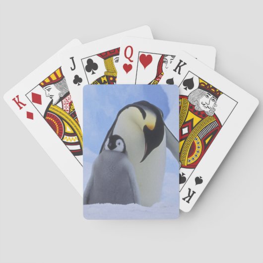 南極大陸 コウテイペンギンの親子 トランプ (裏面)