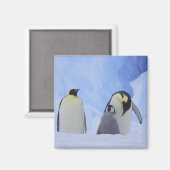 南極大陸 コウテイペンギンの親子 マグネット (正面/裏面)