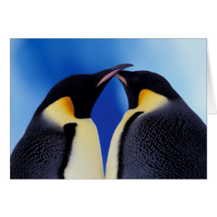 南極大陸 コウテイペンギン