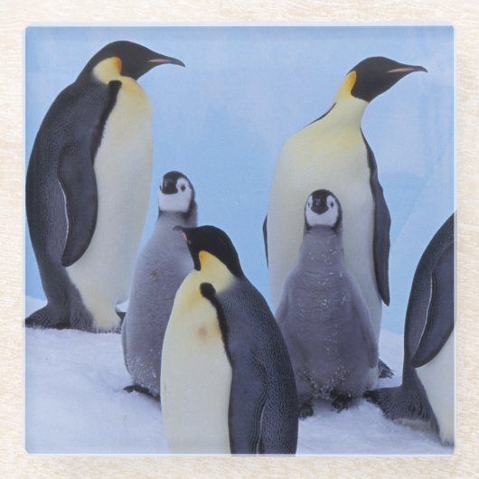 南極大陸, コウテイペンギン ガラスコースター (正面)