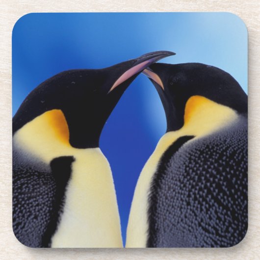 南極大陸 コウテイペンギン コースター (正面)
