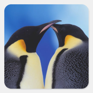 南極大陸 コウテイペンギン スクエアシール