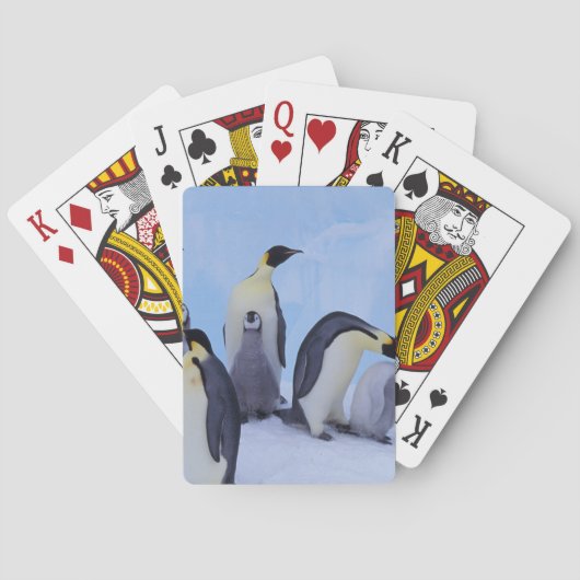 南極大陸 コウテイペンギン トランプ (裏面)