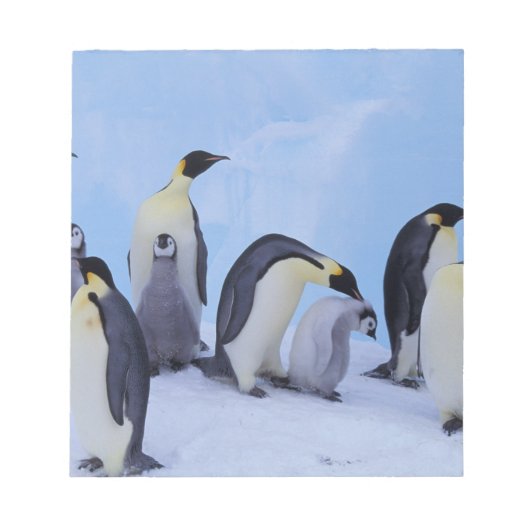 南極大陸 コウテイペンギン ノートパッド (正面)