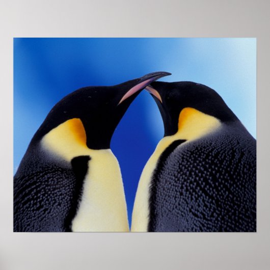 南極大陸 コウテイペンギン ポスター (正面)