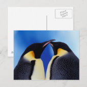 南極大陸、コウテイペンギン ポストカード (正面/裏面)