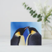 南極大陸、コウテイペンギン ポストカード (スタンド正面)