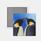 南極大陸 コウテイペンギン マグネット (正面/裏面)