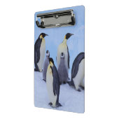 南極大陸, コウテイペンギン ミニクリップボード (アングル2)