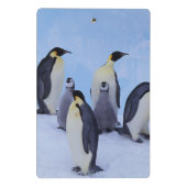 南極大陸, コウテイペンギン ミニクリップボード (裏面)