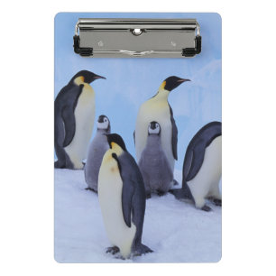 南極大陸, コウテイペンギン ミニクリップボード