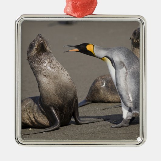 南極大陸, サウスジョージア島 (イギリス), キングペンギン 3 メタルオーナメント (正面)