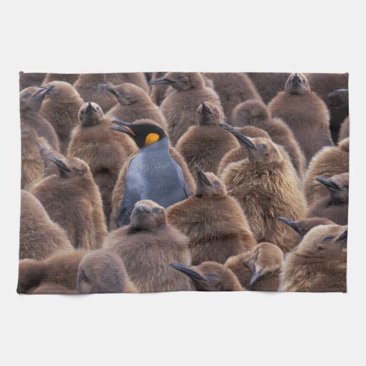 南極大陸・サウスジョージア島・キングペンギン キッチンタオル (横)